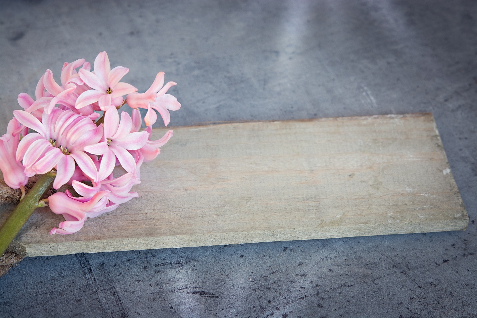 hyacinth-1403166_1920